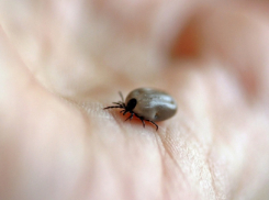 Роспотребнадзор дал прогноз по активности клещей весной в Воронежской области