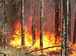 Под Борисоглебском огонь уничтожил 19 га пастбищ и 8га хвойного леса