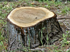 Спилившего 32 дуба браконьера задержали в Новохоперском районе