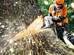 Более 2,5 тыс. аварийных деревьев вырубят в лесах Воронежской области