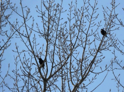 В Хопёрский заповедник прилетели скворцы