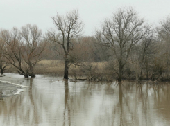 На четверть метра поднялся уровень воды в реке Хопер за сутки