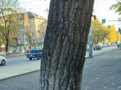 Очередной акт  экологического вандализма произошел в столице Воронежской области