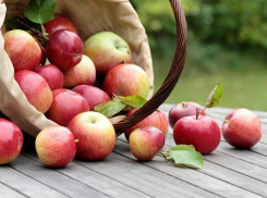 В Грибановке пройдёт квест «Яблочный Спас всем подарочков припас»