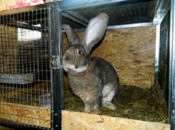 Новохоперские рецидивисты похитили у знакомого 14 кроликов
