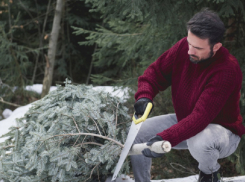 Как правильно утилизировать ёлки после новогодних праздников, рассказали жителям Воронежской области