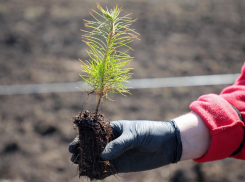 Весенняя кампания по посадке леса стартовала в Воронежской области 