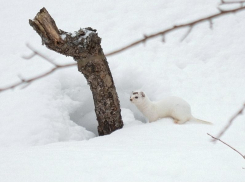 Белоснежную ласку на снегу сфотографировали в Воронежском заповеднике
