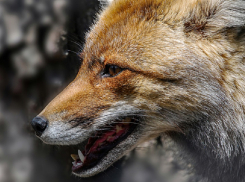 Как вести себя при встречах с дикими животными, рассказали жителям Воронежской области