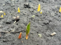 К концу рабочей недели в Борисоглебске станет немного теплее