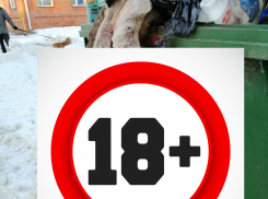 Жуть: в Новохоперске «охотник» выбросил окровавленную  шкуру косули в мусорный бак