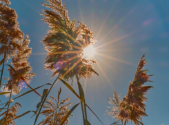 Жаркое и сухое лето в Воронежской области обещают синоптики