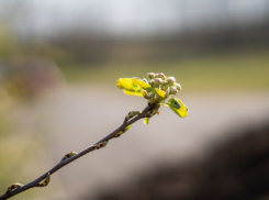 Какой будет погода в конце марта и начале апреля в Воронежской области рассказали синоптики