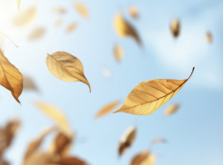 Желтый уровень погодной опасности из-за сильного ветра объявили в Воронежской области 