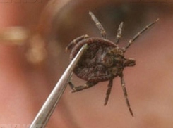 184 ребенка пострадали от укусов клещей в Воронежской области