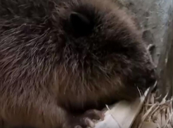 В Воронежском заповеднике аппетитно хрустящий поленом бобр растрогал жителей региона