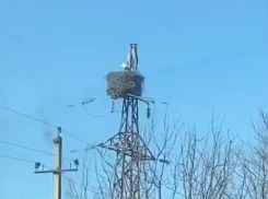 В Воронежскую область прилетели аисты