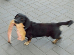 Собаку-добытчицу сфотографировали в центре Борисоглебска