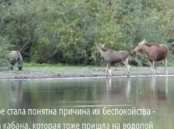 Кто самый крутой на водопое выяснили звери в Хопёрском заповеднике