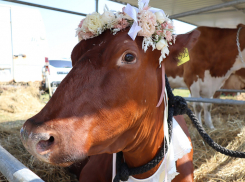 Самую красивую корову выбрали в Черноземье