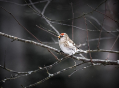 Синоптики объяснили, чем вызваны аномальные температурные качели этой зимой в Воронежской области