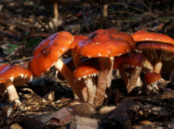 В лесах Воронежской области начался грибной бум
