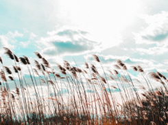 Жителей Воронежской области предупредили о сильном ветре