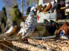 Традиционная выставка-ярмарка голубей прошла в Поворино