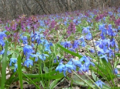 Грачи прилетели. Прогноз погоды на апрель в Воронежской области