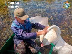 В Черноземье дедушка и внук спасли раненого лебедя 