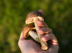 Жителей Воронежской области могут привлечь к уголовной ответственности за сбор некоторых грибов