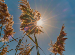 Летняя жара придет в Воронежскую область в начале рабочей недели