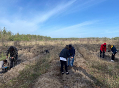 В Поворинском районе школьники вышли на посадку  леса