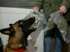 В Грибановском районе служебные собаки помогли полицейским найти почти 3-х кг наркотиков