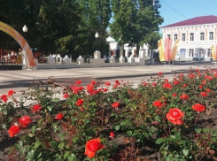 Розовый город. В Борисоглебске расцвели розы