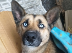 В Борисоглебске разыскивают владельцев собаки, которую сбил поезд