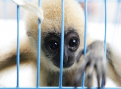 Владимир Путин подписал закон об уголовной ответственности за онлайн-торговлю редкими животными