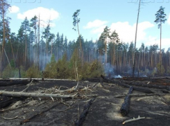 Лесной пожар в Воронежском заповеднике нанес ущерба на 6,5 млн рублей
