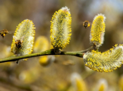 Аллергиков предупредили о пыльцевых бурях в Воронежской области