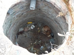 О спасении собаки из старого канализационного колодца рассказала Борисоглебская «Служба Добровольцев»