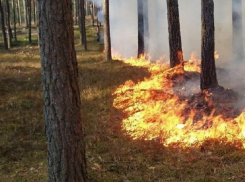 Дождь понизил уровень пожарной опасности в восточных районах Воронежской области