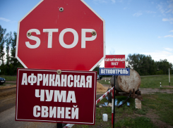 В Поворинском районе из- за АЧС создано 4 ветеринарных поста