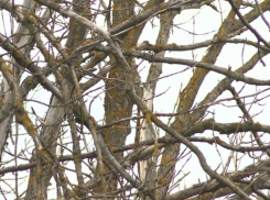 В 2025 году в Воронежской области обнаружили 306 карантинных объектов