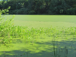 Водоёмы в Новохоперском районе захватывают ядовитые водоросли
