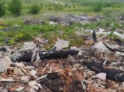 Несанкционированная свалка угрожает экологической безопасности реки Ворона в Грибановском районе 