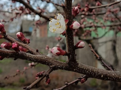 Летнее тепло придет в Борисоглебск на этой рабочей неделе