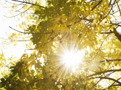 После похолодания в Воронежскую область вернётся жара