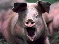 Воронежская область оказалась в лидерах регионов по производству свинины