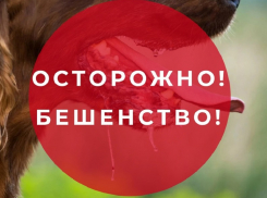 Карантин по бешенству ввели в райцентре Грибановского района