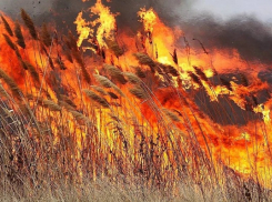 В Воронежской области за последнюю летнюю неделю произошло 76 ландшафтных пожаров